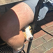 Finn joined the competition — help win amazing prizes! dog, leg, person, chair, outdoor, pavement, shadow, sunlight, footwear, leash, metal, nose, paw, pet, animal, summer, casual, resting, curious, brown