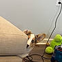 Finn joined the competition — help win amazing prizes! dog, corgi, peeking, couch, living_room, floor, toy, vacuum_cleaner, blue_eye, ear, curious, pet, indoor, wooden_floor, electrical_outlet, cord, home, furniture, small_dog, playful