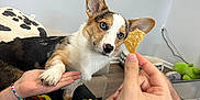 Finn is registered to the contest to win money with this photo: dog, corgi, puppy, hand, cracker, living_room, furniture, person, bracelet, blanket, pillow, floor, couch, pet, interaction, cute, indoor, playful, focus, animal