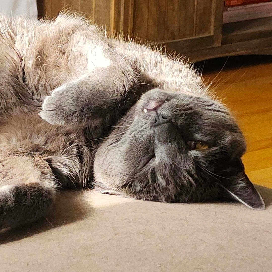 Jo Jo is registered to the contest to win money with this photo: carnivore, cat, claw, comfort, domestic_short_haired_cat, fawn, felidae, flooring, fur, grey, hardwood, nap, paw, shelf, small_to_medium_sized_cats, snout, tail, terrestrial_animal, whiskers, wood