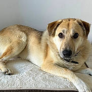 Ryfens participe au concours pour gagner de l'argent avec cette photo : dog, pet, indoor, lying_down, bone, mat, tan_fur, black_nose, ears, floor_tiles, collar, looking_at_camera, relaxed, domestic_animal, canine, animal, fur, paw, home, resting