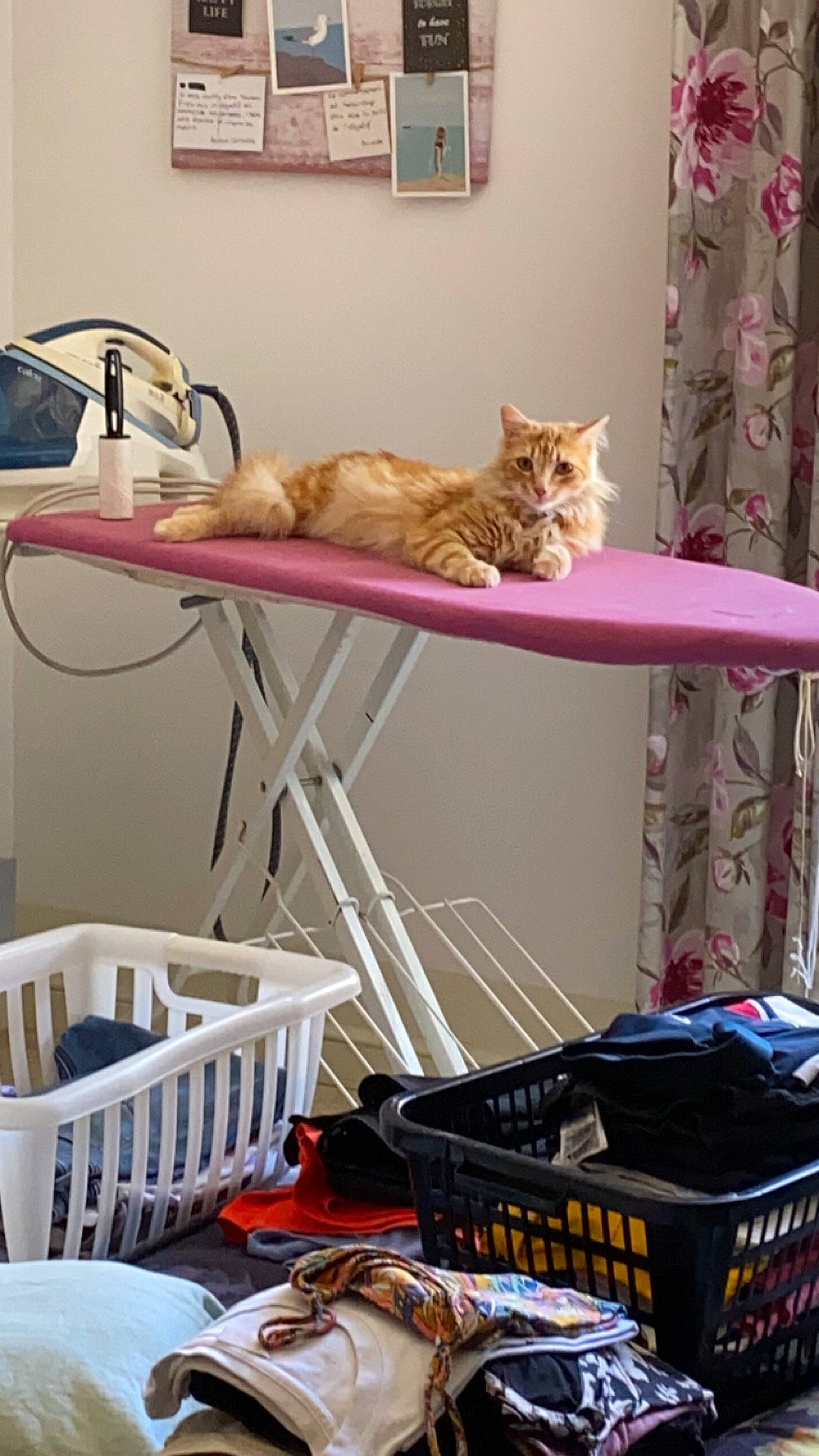 Winnie participe au concours pour gagner de l'argent avec cette photo : bag, carnivore, cat, cat_supply, comfort, felidae, furniture, home_appliance, interior_design, linens, magenta, product, room, shelf, shelving, small_to_medium_sized_cats, table, tableware, whiskers, wood