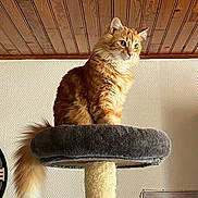 Winnie a rejoint le concours — aidez-le/la à gagner de superbes lots ! cat, orange_cat, fluffy, cat_tree, indoor, furniture, pet, animal, perched, tail, wood_ceiling, wallpaper, cozy, domestic_cat, looking_away, household, cute, feline, mammal, resting