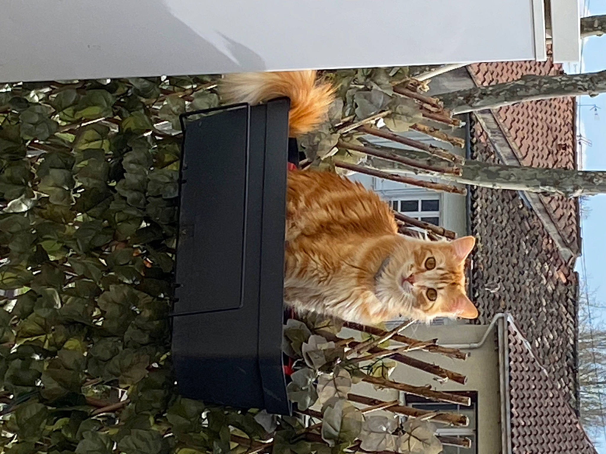 Winnie a rejoint le concours — aidez-le/la à gagner de superbes lots ! animal_shelter, carnivore, cat, domestic_short_haired_cat, fawn, felidae, fur, house, metal, rectangle, roof, small_to_medium_sized_cats, tail, tree, trunk, twig, whiskers, wildlife, window, wood