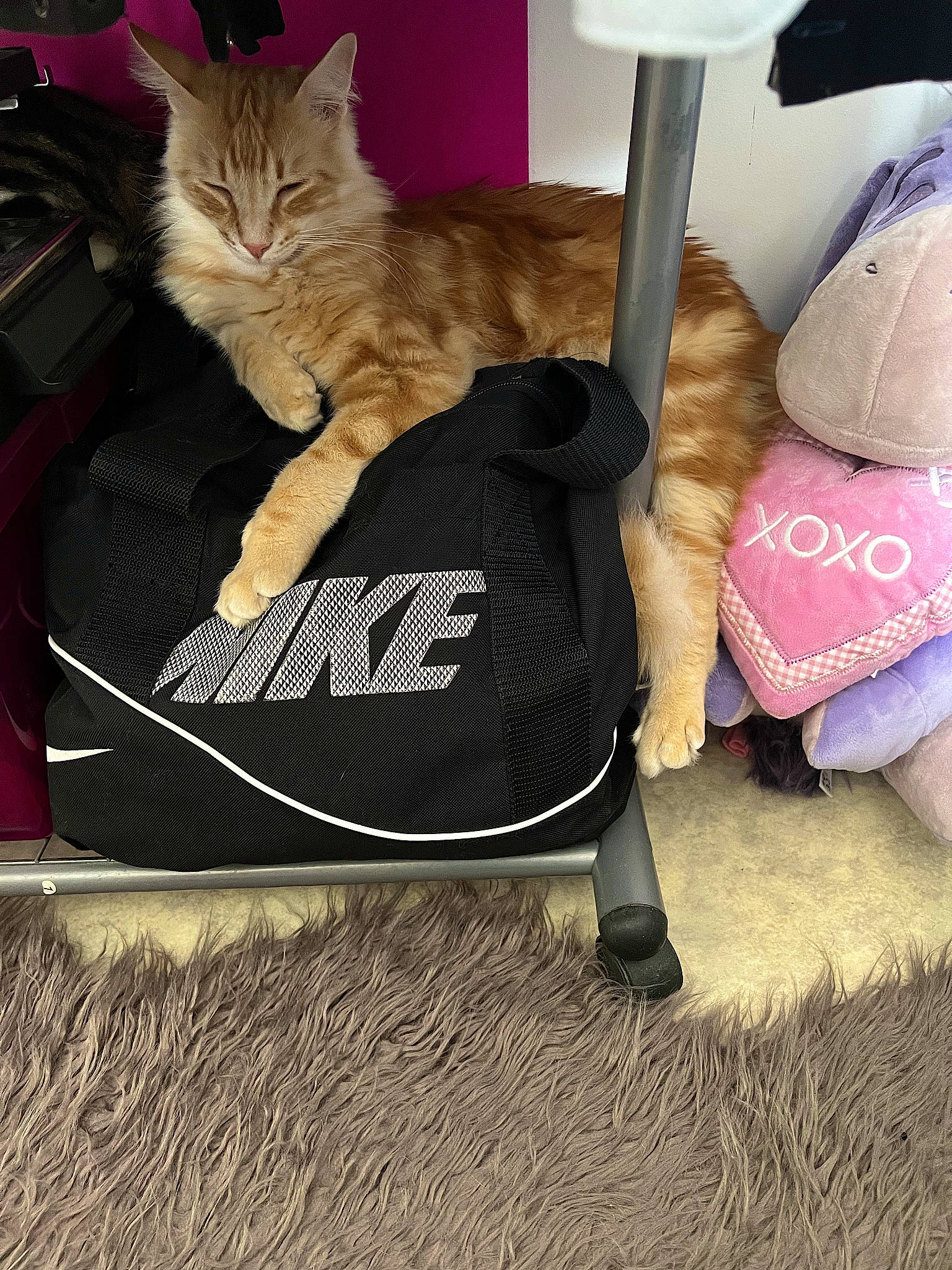 Winnie participe au concours pour gagner de l'argent avec cette photo : bag, baggage, box, carnivore, cat, comfort, domestic_short_haired_cat, fashion_accessory, fawn, felidae, fur, linens, luggage_and_bags, pet_supply, photo_caption, room, sitting, small_to_medium_sized_cats, tail, whiskers