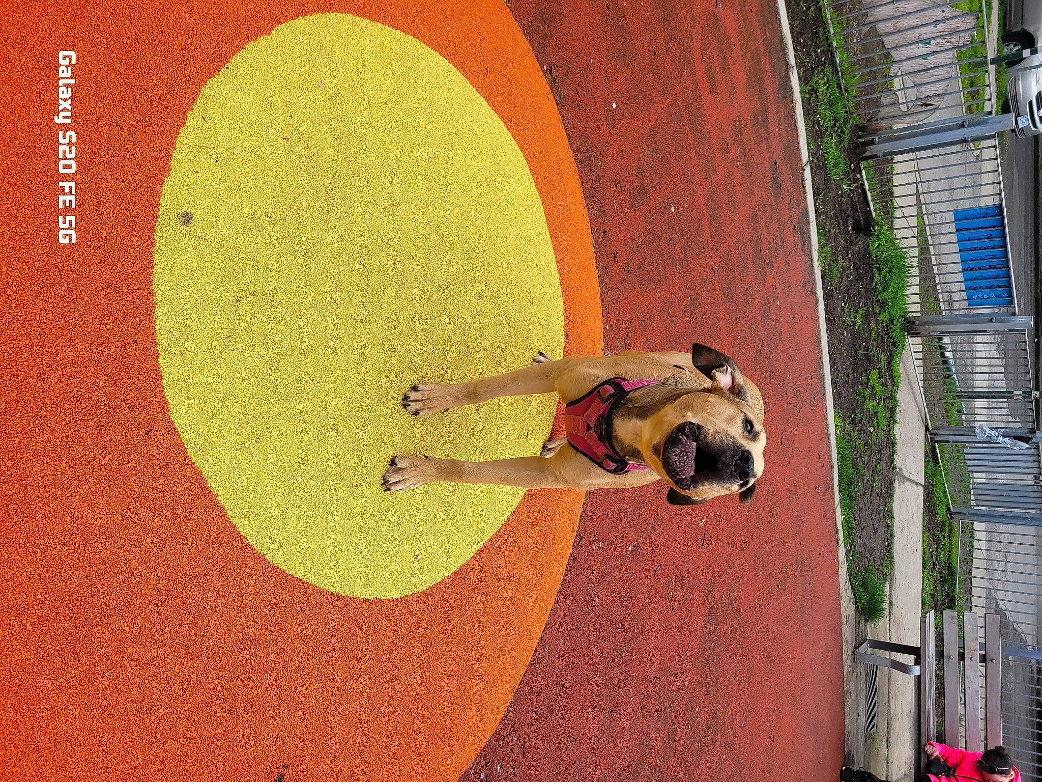 Kaz is registered to the contest to win money with this photo: art, ball, circle, dog, facade, fawn, fun, grass, house, landscape, leisure, line, plant, recreation, tints_and_shades, tree, visual_arts, window, wood, world