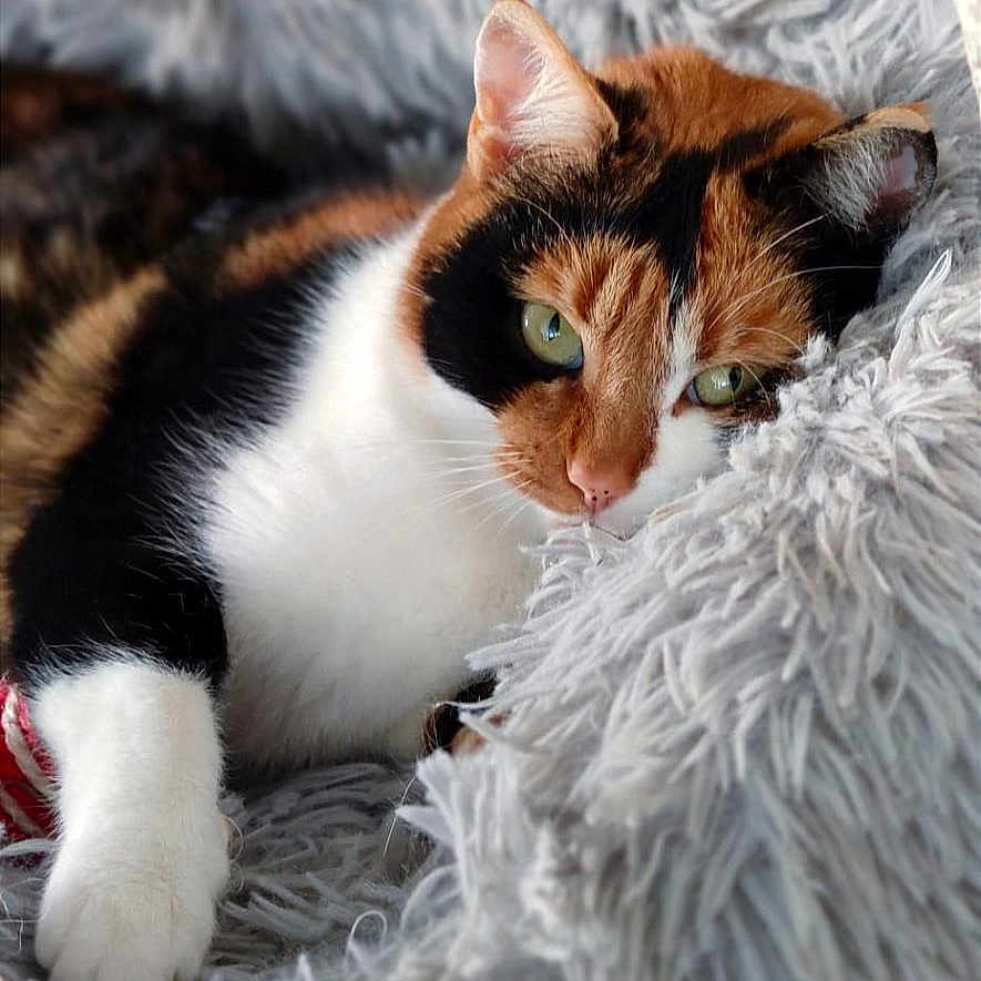 Nala