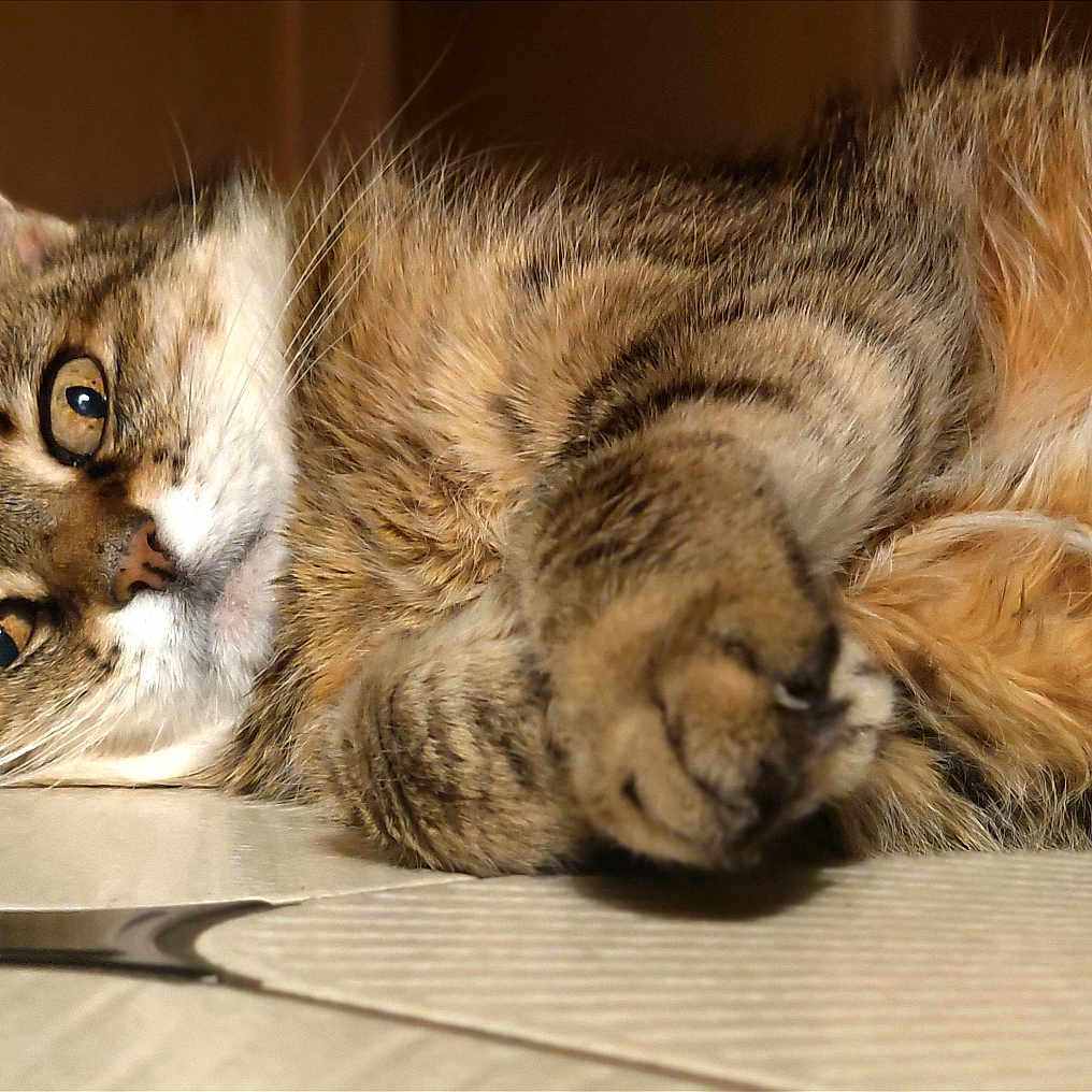 Cachou participe au concours pour gagner de l'argent avec cette photo : abyssinian, angora, animal, cat, couch, egyptiancat, furniture, hardwood, kitten, manx, person, pet, sleeping, wood