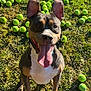 close_up, collar, dog, ears_up, fetch, front_paws, grass, green, happy, joyful, outdoor, panting, pet, playful, portrait, sitting, smile, sunlight, tennis_ball, tongue_out
