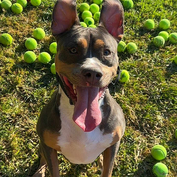 Kodama joined the competition — help win amazing prizes! close_up, collar, dog, ears_up, fetch, front_paws, grass, green, happy, joyful, outdoor, panting, pet, playful, portrait, sitting, smile, sunlight, tennis_ball, tongue_out