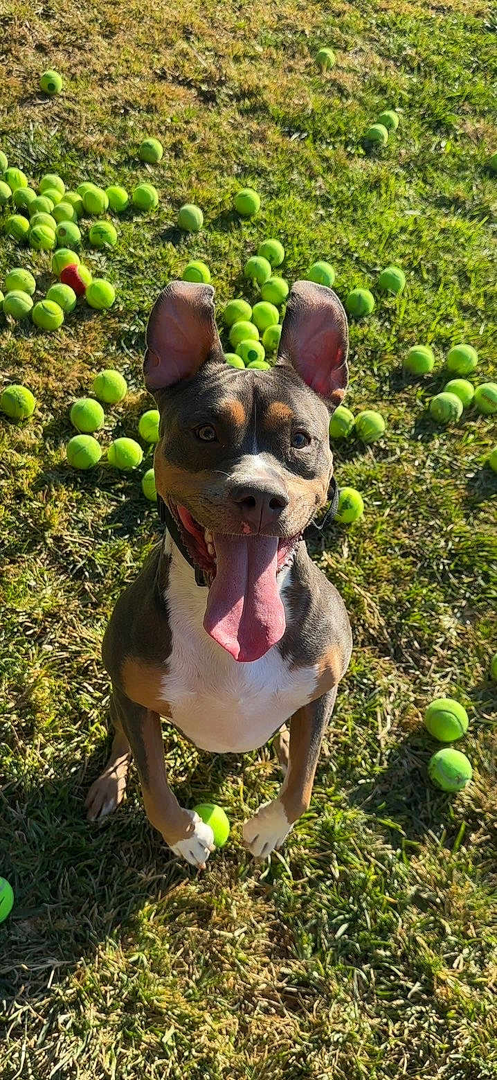 Kodama joined the competition — help win amazing prizes! close_up, collar, dog, ears_up, fetch, front_paws, grass, green, happy, joyful, outdoor, panting, pet, playful, portrait, sitting, smile, sunlight, tennis_ball, tongue_out