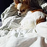 dog, small_dog, fluffy, white_coat, brown_coat, ears, blanket, bed, indoor, pet, animal, fur, resting, relaxed, domestic, cute, companion, canine, lying_down, soft_lighting