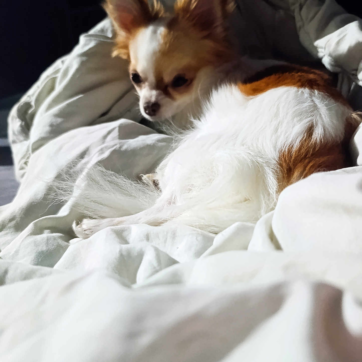 Fifi