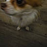 dog, small_dog, close_up, blurry, low_light, wooden_floor, pet, side_view, brown_and_white, fur, animal, indoor, cute, looking_away, motion_blur, ears, face, paws, companion, domestic_animal