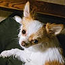 dog, small_dog, fluffy, white_fur, brown_fur, pet, indoor, lying_down, looking_up, expressive_eyes, cozy, wooden_surface, animal, companion, cute, domestic, canine, fur, ears, resting