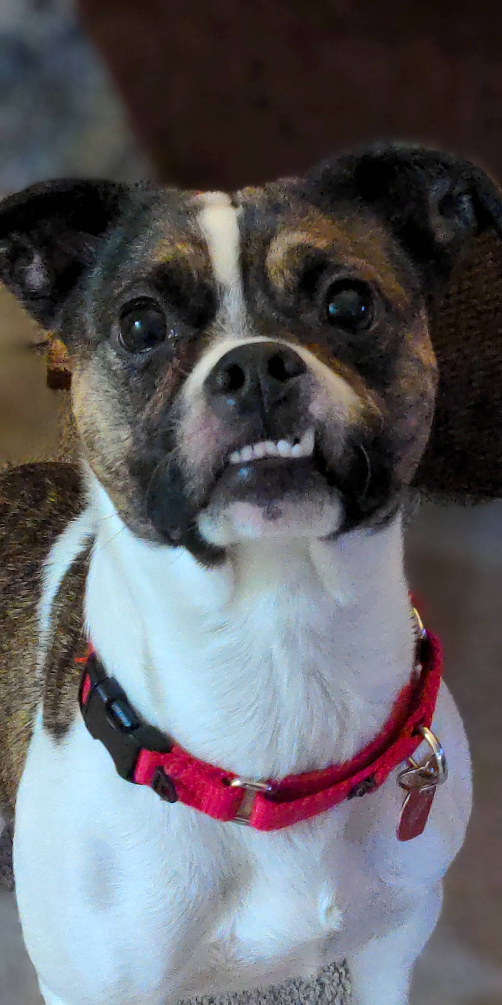 Holly is registered to the contest to win money with this photo: blue, canidae, carnivore, collar, companion_dog, dog, dog_breed, dog_collar, electric_blue, fashion_accessory, fawn, fur, leash, non_sporting_group, pet_supply, snout, sporting_group, whiskers, working_animal, working_dog