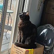 Binx joined the competition — help win amazing prizes! cat, black_cat, box, cardboard_box, indoor, window, glass_door, reflection, backpack, beads, furniture, floor, pet, animal, looking, sitting, curious, natural_light, home, cozy