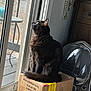 cat, black_cat, box, cardboard_box, indoor, window, glass_door, reflection, backpack, beads, furniture, floor, pet, animal, looking, sitting, curious, natural_light, home, cozy