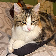 Milos a rejoint le concours — aidez-le/la à gagner de superbes lots ! cat, tabby, fluffy, pet, animal, indoor, blanket, cozy, furniture, guitar, electronics, television, resting, paws, calm, closeup, domestic, cute, mammal, feline