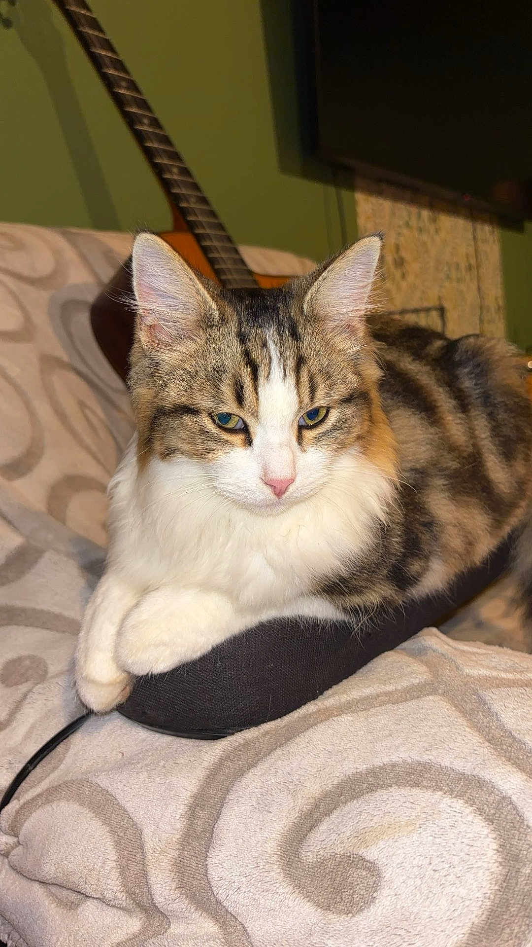 Milos a rejoint le concours — aidez-le/la à gagner de superbes lots ! cat, tabby, fluffy, pet, animal, indoor, blanket, cozy, furniture, guitar, electronics, television, resting, paws, calm, closeup, domestic, cute, mammal, feline