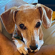 Mecka is registered to the contest to win money with this photo: dog, close_up, pet, animal, brown, ears, paws, indoor, looking, cute, face, canine, collar, fur, domestic_animal, resting, human_arm, snout, whiskers, companion