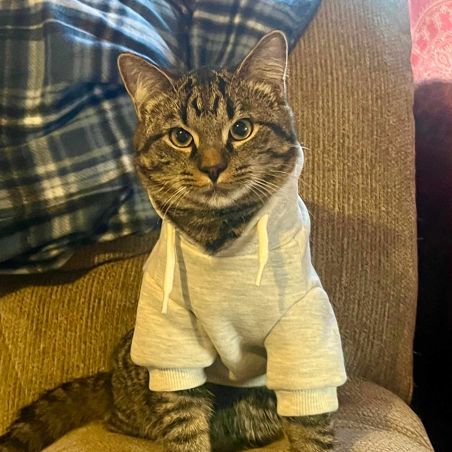 G Money is registered to the contest to win money with this photo: armchair, cat, clothing, couch, cozy, cute, ears, fur, home_interior, hoodie, indoor, paws, pet, plaid_blanket, portrait, sitting, striped, tabby_cat, whiskers, window