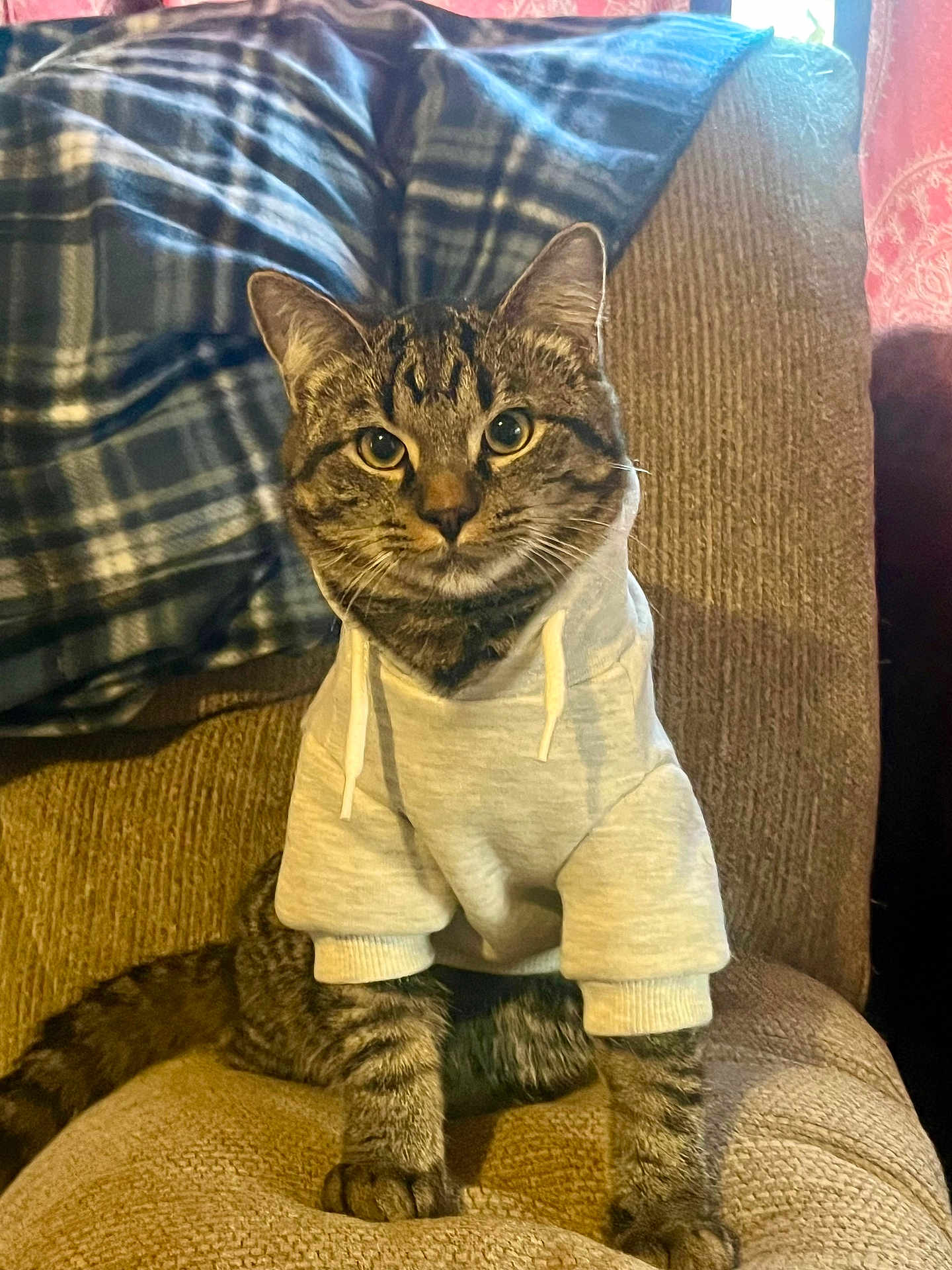 G Money is registered to the contest to win money with this photo: cat, tabby_cat, hoodie, clothing, armchair, plaid_blanket, couch, indoor, pet, whiskers, ears, paws, fur, portrait, sitting, striped, cozy, home_interior, window, cute