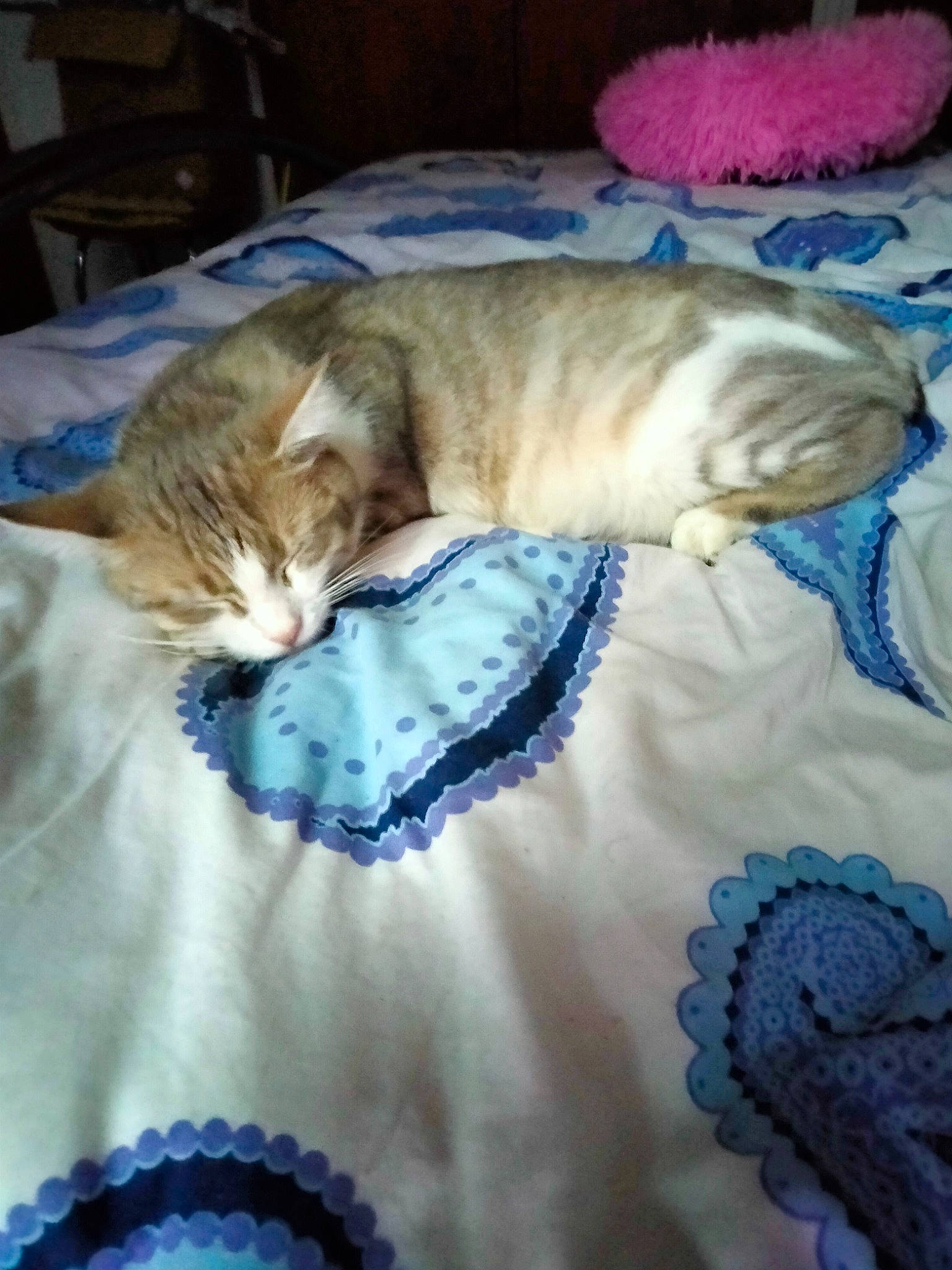 Saphir participe au concours pour gagner de l'argent avec cette photo : bed_sheet, bedding, carnivore, cat, comfort, domestic_short_haired_cat, electric_blue, fawn, felidae, fur, linens, mammal, nap, pattern, small_to_medium_sized_cats, tail, textile, whiskers, wool, woolen