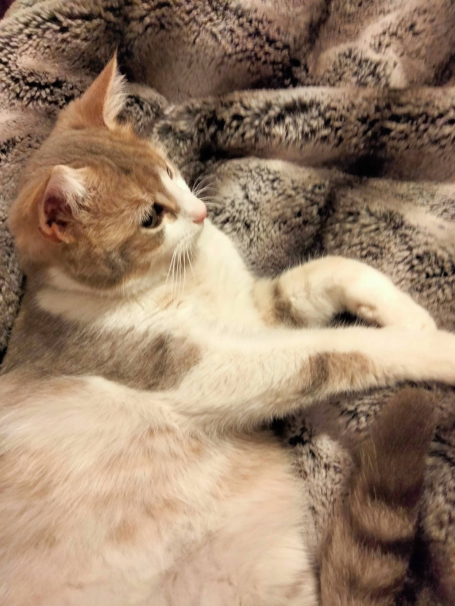 Saphir a rejoint le concours — aidez-le/la à gagner de superbes lots ! carnivore, cat, claw, cloud, comfort, domestic_short_haired_cat, fawn, felidae, fur, gesture, linens, love, paw, plant, small_to_medium_sized_cats, snout, tail, terrestrial_animal, whiskers, wildlife