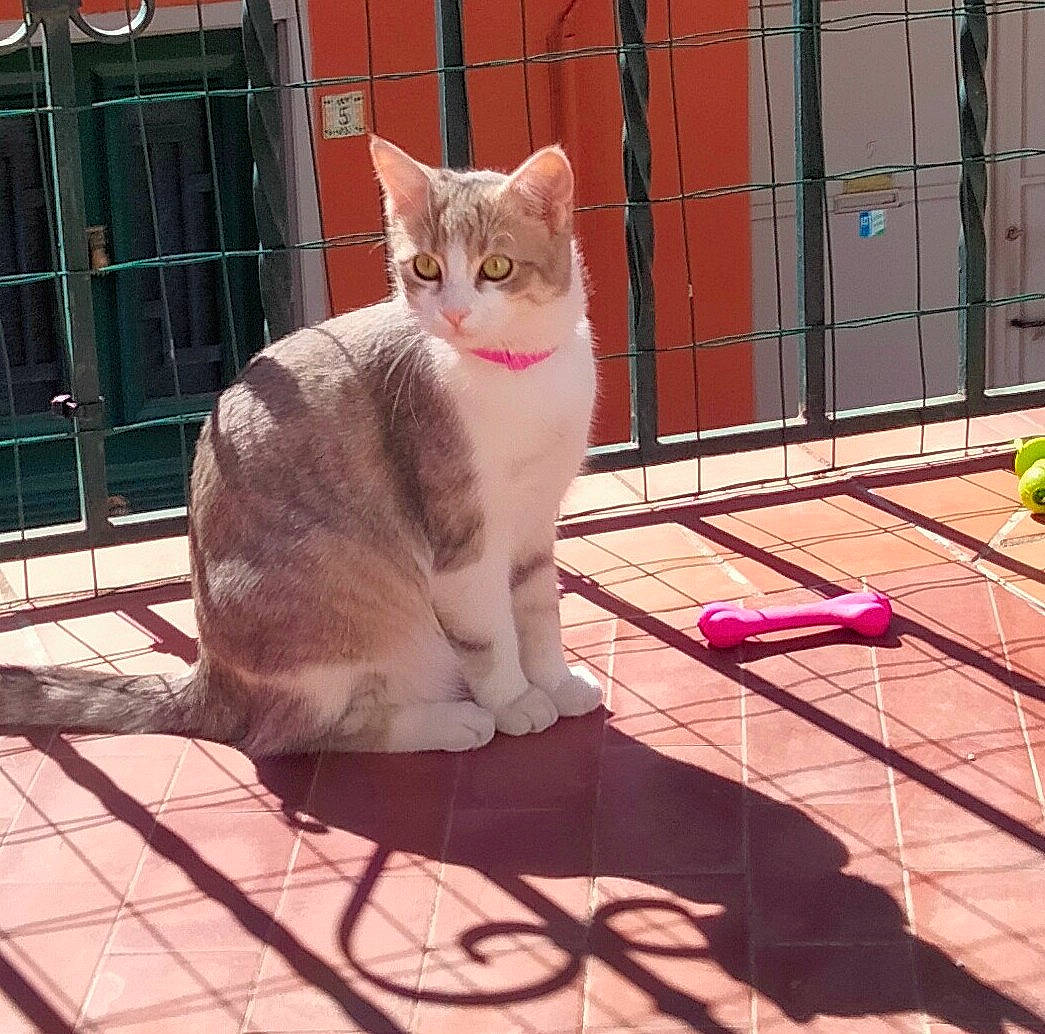 Saphir a rejoint le concours — aidez-le/la à gagner de superbes lots ! animal_shelter, carnivore, cat, domestic_short_haired_cat, door, fawn, felidae, flooring, fur, metal, paw, pet_supply, sitting, small_to_medium_sized_cats, snout, tail, terrestrial_animal, thai, whiskers, wood