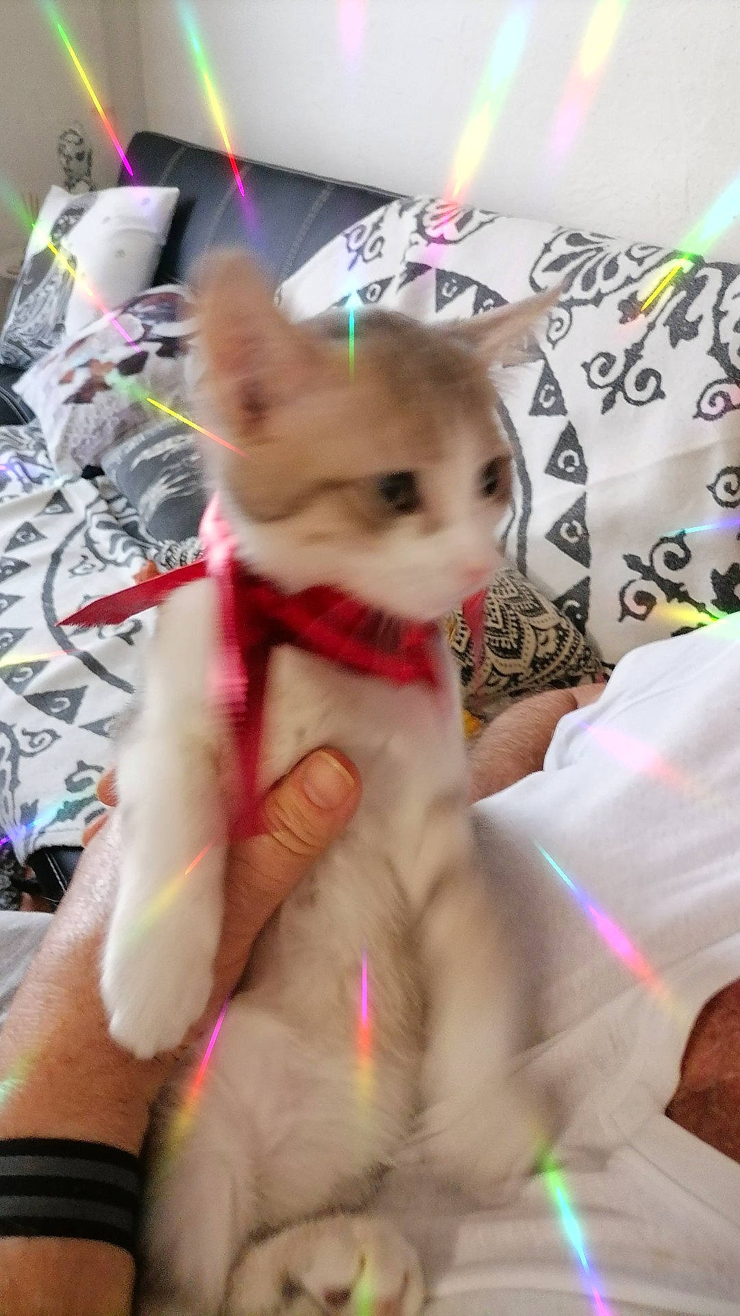 Saphir participe au concours pour gagner de l'argent avec cette photo : child, companion_dog, doll, event, eye, fawn, felidae, fur, magenta, mammal, pattern, pink, plush, skin, small_to_medium_sized_cats, stuffed_toy, tail, textile, toy, whiskers