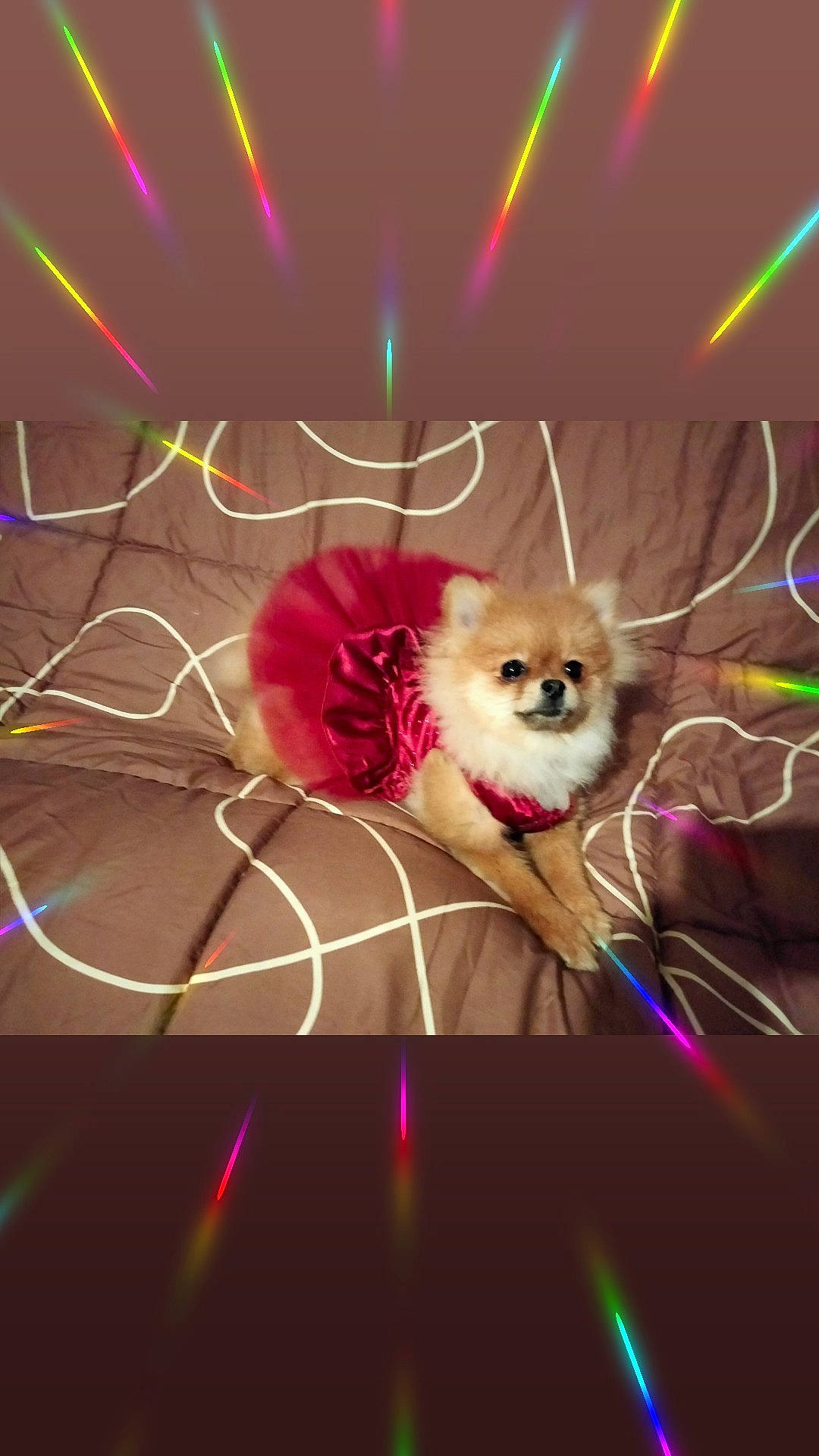 Sherley a rejoint le concours — aidez-le/la à gagner de superbes lots ! art, carnivore, companion_dog, darkness, electric_blue, entertainment, event, fawn, font, fur, graphics, light, lighting, magenta, pink, plant, purple, toy_dog, violet, whiskers