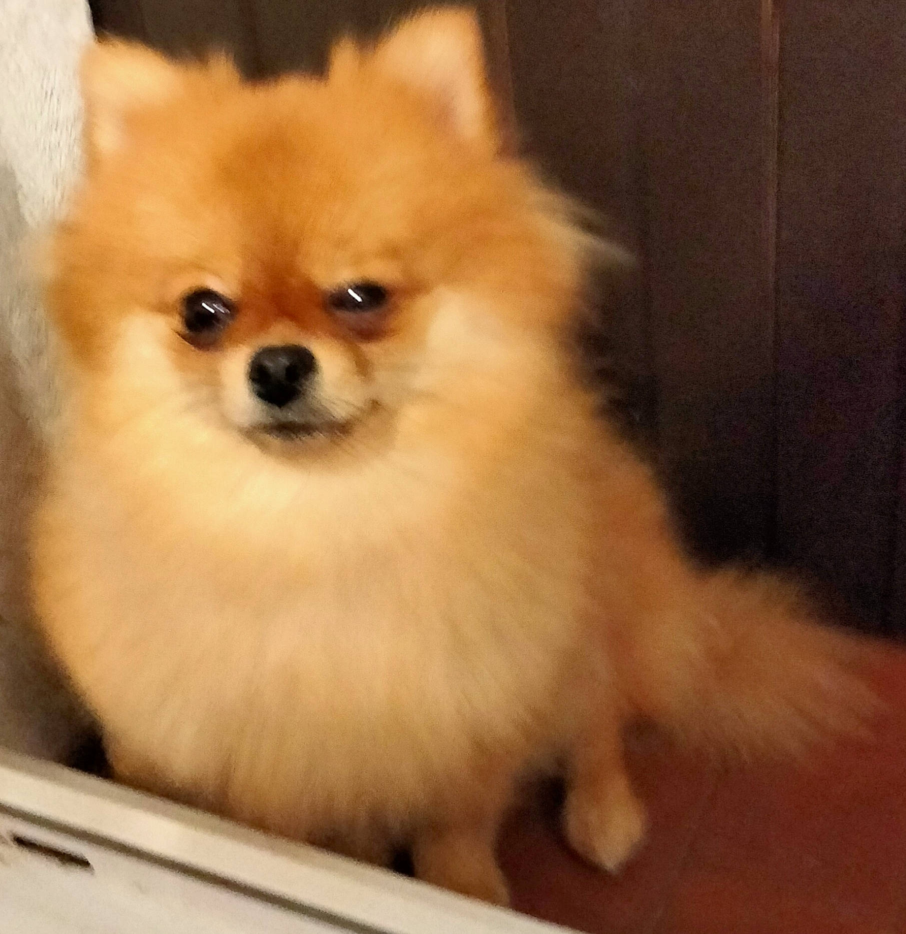 Sherley participe au concours pour gagner de l'argent avec cette photo : ancient_dog_breeds, canidae, carnivore, companion_dog, corgi_chihuahua, dog, dog_breed, fawn, fur, german_spitz, german_spitz_klein, head, non_sporting_group, plant, snout, spitz, sporting_group, toy_dog, whiskers, working_animal