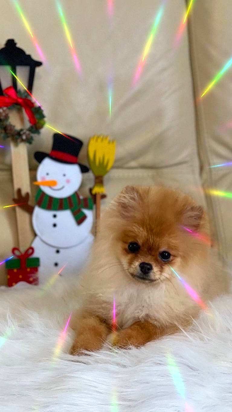 Sherley a rejoint le concours — aidez-le/la à gagner de superbes lots ! carnivore, christmas_ornament, companion_dog, dog, dog_breed, dog_supply, event, fawn, fur, german_spitz, holiday, ornament, pet_supply, pomeranian, snowman, spitz, toy, toy_dog, whiskers, working_animal