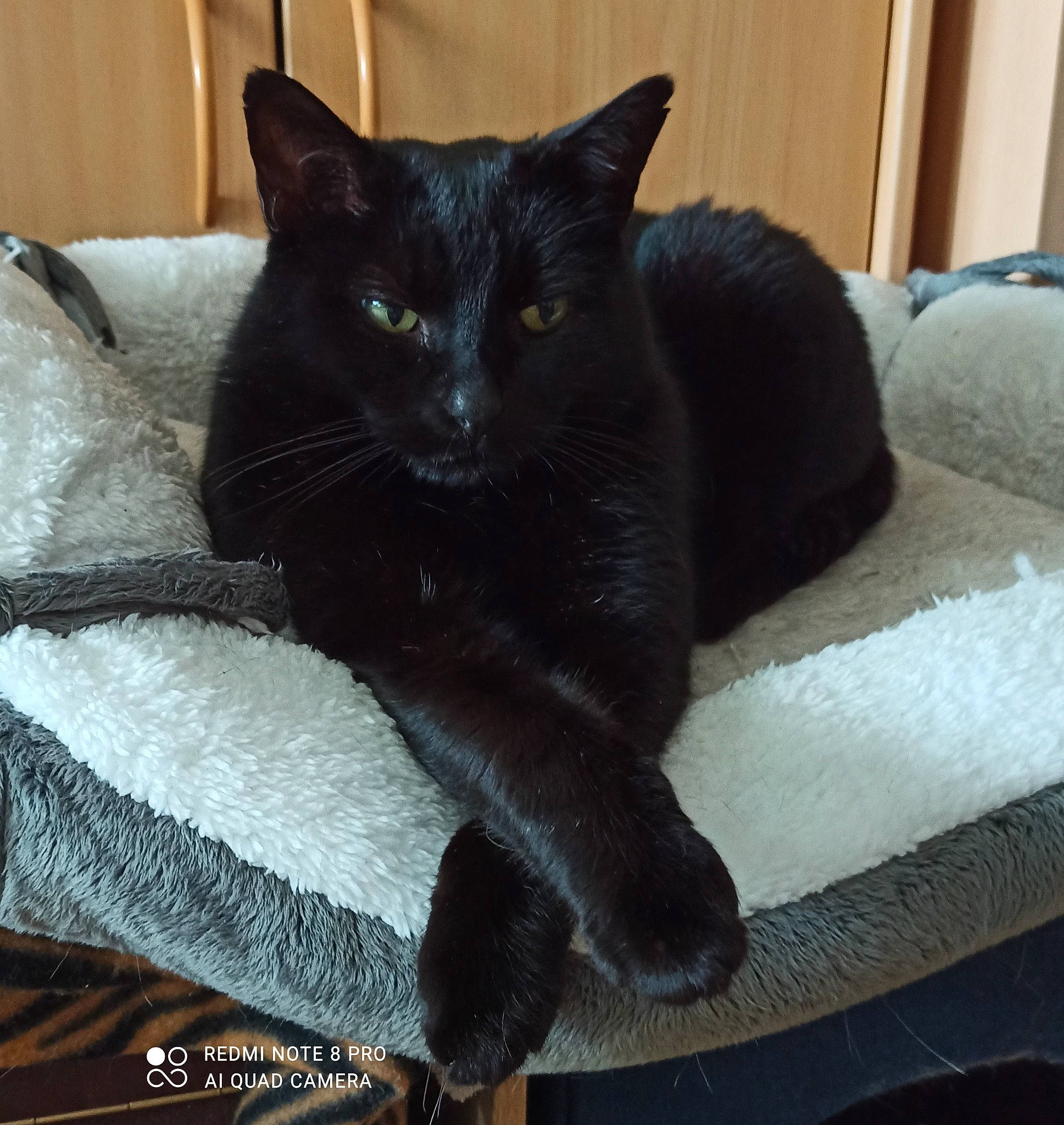 Réglisse a rejoint le concours — aidez-le/la à gagner de superbes lots ! black_cat, bombay, carnivore, cat, cat_furniture, cat_supply, claw, comfort, domestic_short_haired_cat, felidae, fur, grey, linens, paw, room, small_to_medium_sized_cats, snout, tail, terrestrial_animal, whiskers