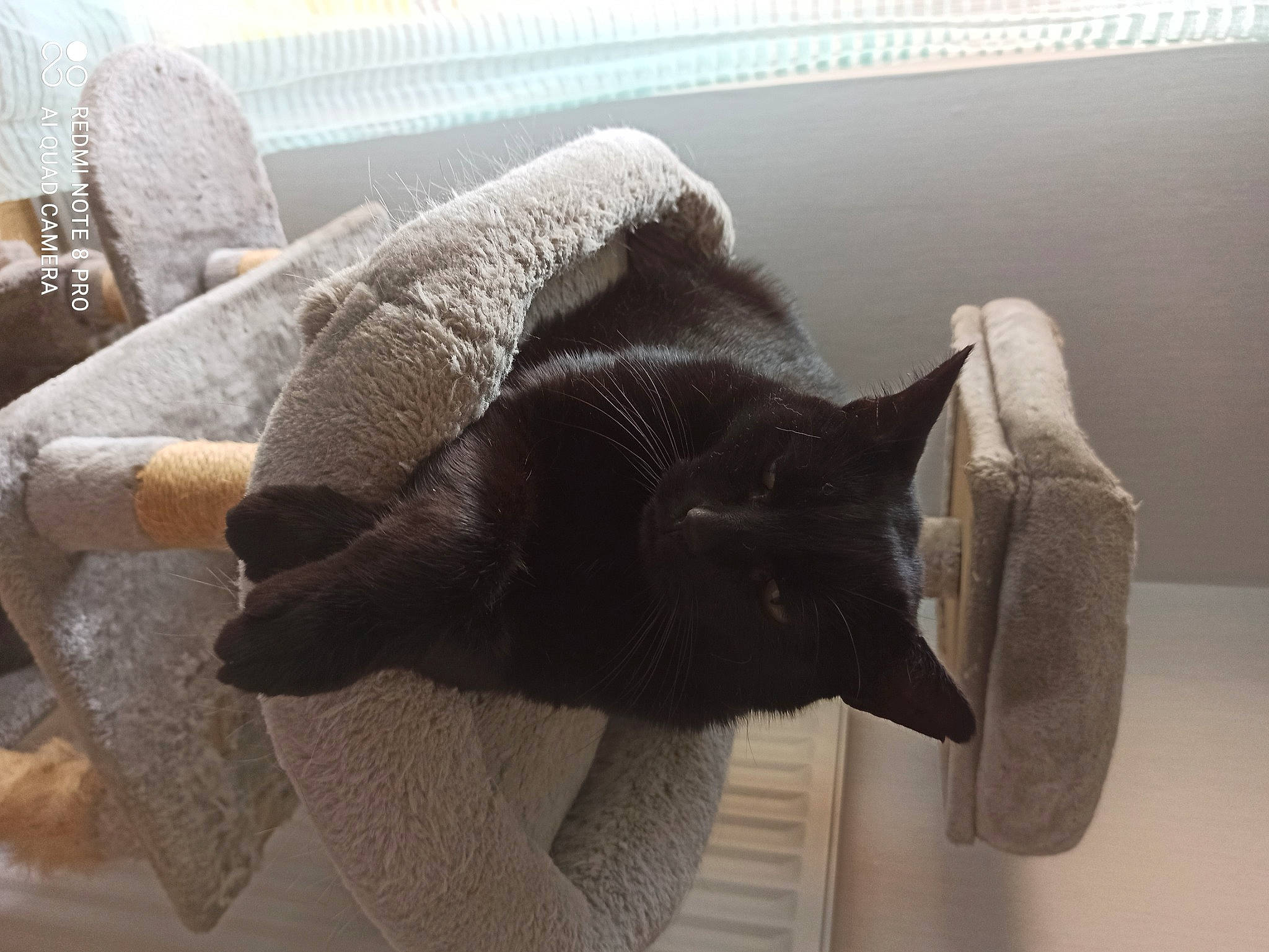 Réglisse a rejoint le concours — aidez-le/la à gagner de superbes lots ! black_cat, canidae, carnivore, cat, cat_supply, chair, comfort, couch, domestic_short_haired_cat, fawn, felidae, fur, grey, linens, room, small_to_medium_sized_cats, snout, tail, whiskers, wood