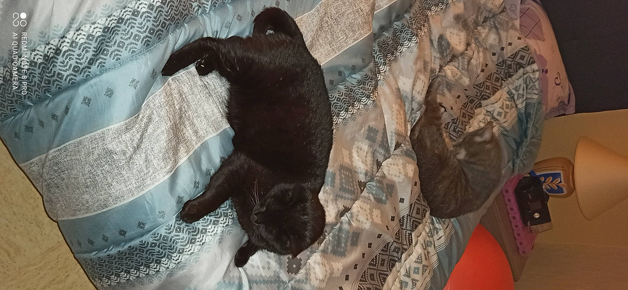 Réglisse participe au concours pour gagner de l'argent avec cette photo : claw, dog_breed, domestic_short_haired_cat, feather, felidae, fur, human_leg, linens, military_camouflage, pattern, small_to_medium_sized_cats, snout, sporting_group, tail, terrestrial_animal, visual_arts, whiskers, wildlife, wood, working_animal