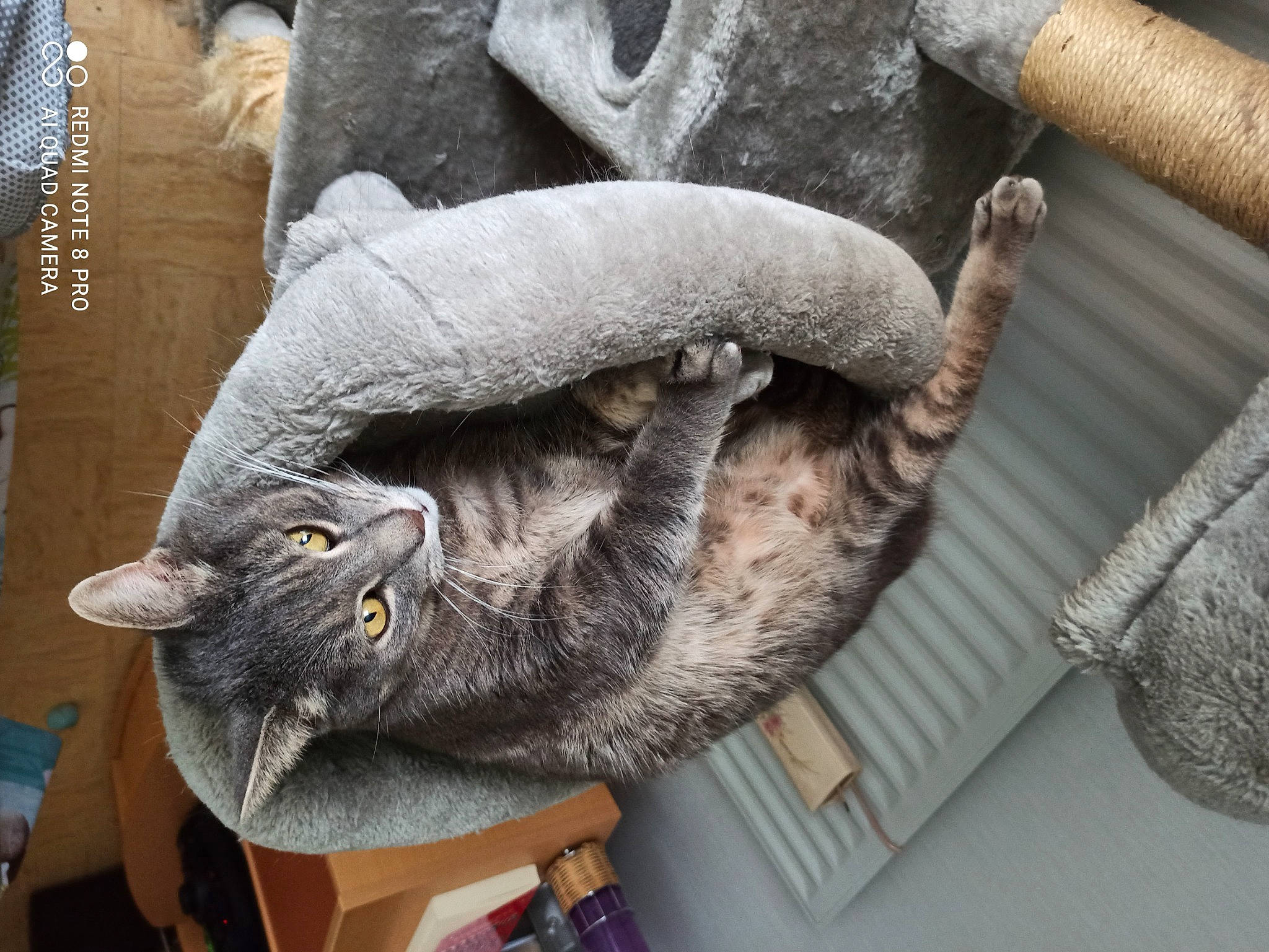 Lou a rejoint le concours — aidez-le/la à gagner de superbes lots ! carnivore, cat, cat_supply, domestic_short_haired_cat, felidae, fur, grey, natural_material, russian_blue, small_to_medium_sized_cats, snout, tail, whiskers, window, wood