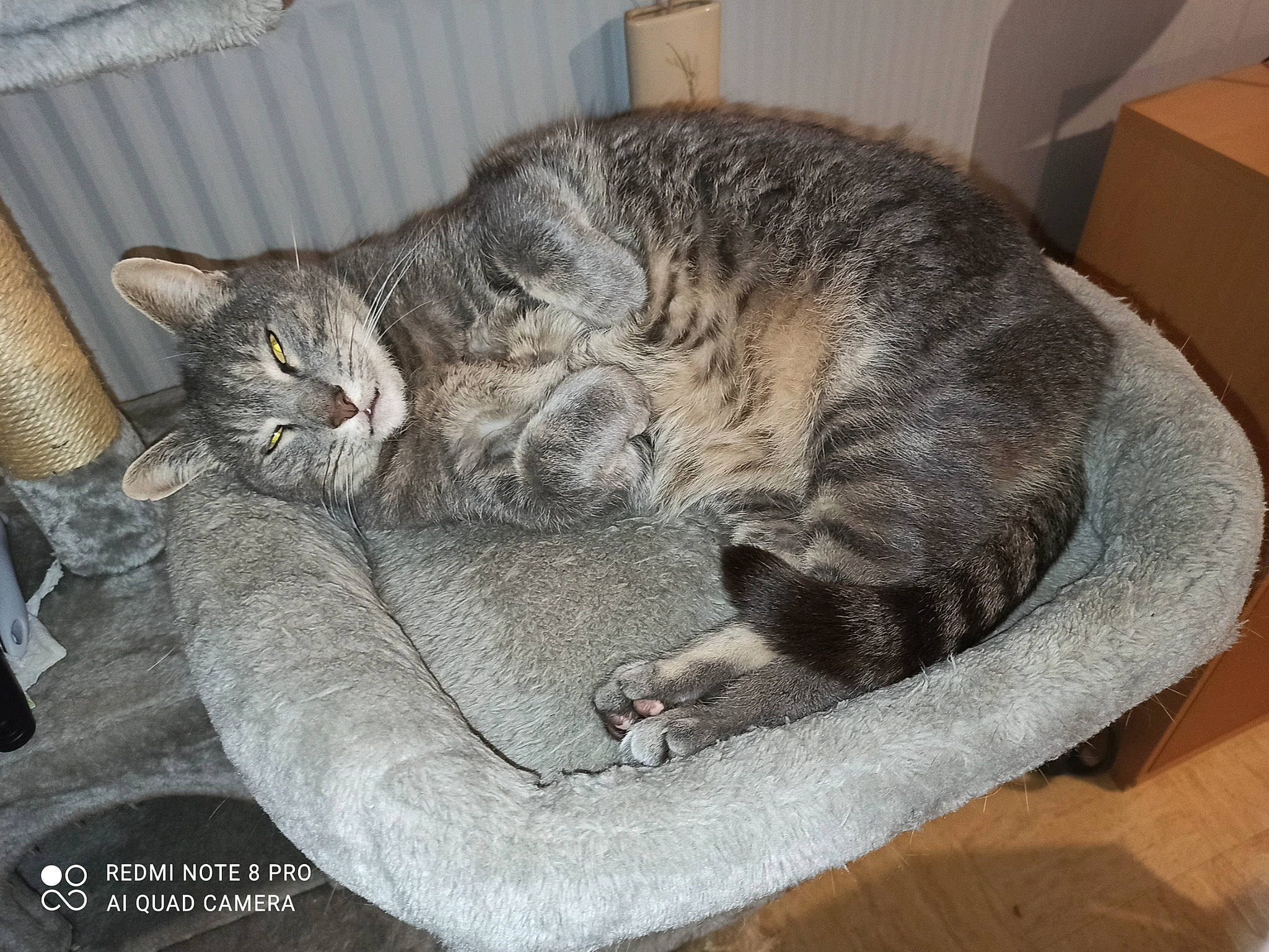 Lou a rejoint le concours — aidez-le/la à gagner de superbes lots ! carnivore, carton, cat, cat_bed, claw, comfort, domestic_short_haired_cat, felidae, fur, grey, hardwood, nap, paw, shipping_box, sleep, small_to_medium_sized_cats, snout, tail, terrestrial_animal, whiskers