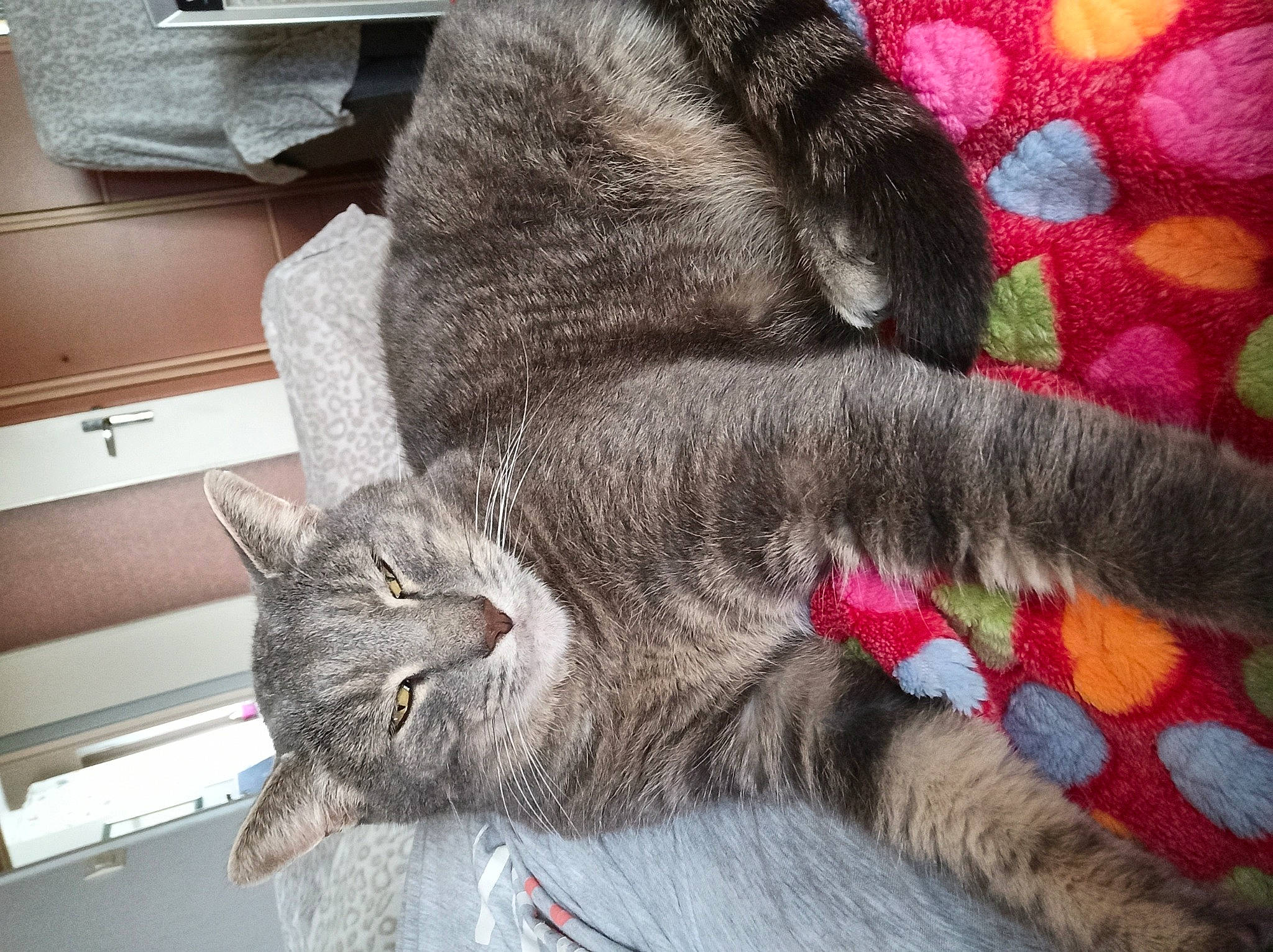 Lou a rejoint le concours — aidez-le/la à gagner de superbes lots ! black_cat, carnivore, cat, chartreux, claw, collar, comfort, domestic_short_haired_cat, felidae, fur, grey, human_leg, nap, pattern, paw, sleep, small_to_medium_sized_cats, snout, tail, whiskers