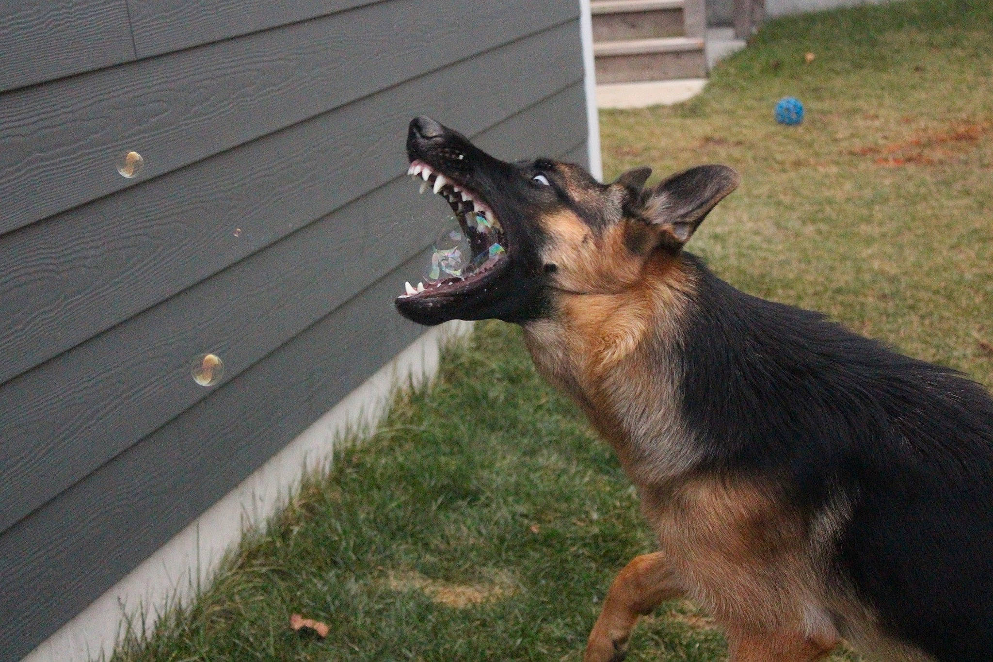 Bakka joined the competition — help win amazing prizes! belgian_shepherd_malinois, biting, canidae, carnivore, companion_dog, dog, dog_breed, east_european_shepherd, german_shepherd_dog, grass, guard_dog, herding_dog, king_shepherd, old_german_shepherd_dog, siding, sporting_group, terrestrial_animal, working_dog