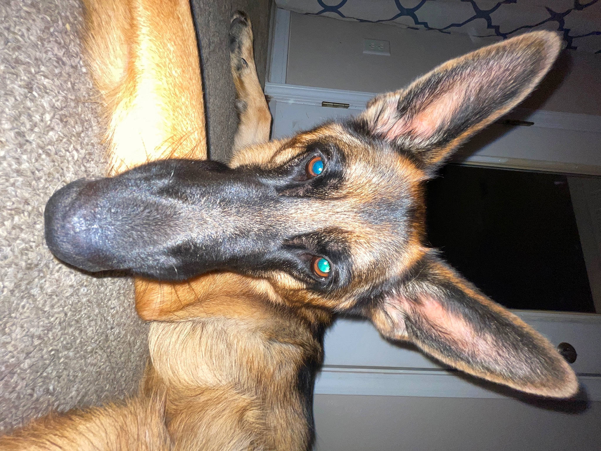 Bakka is registered to the contest to win money with this photo: canidae, carnivore, dog, dog_breed, ear, east_european_shepherd, fawn, foot, fur, german_shepherd_dog, herding_dog, jaw, king_shepherd, liver, old_german_shepherd_dog, snout, sporting_group, whiskers, working_animal, working_dog