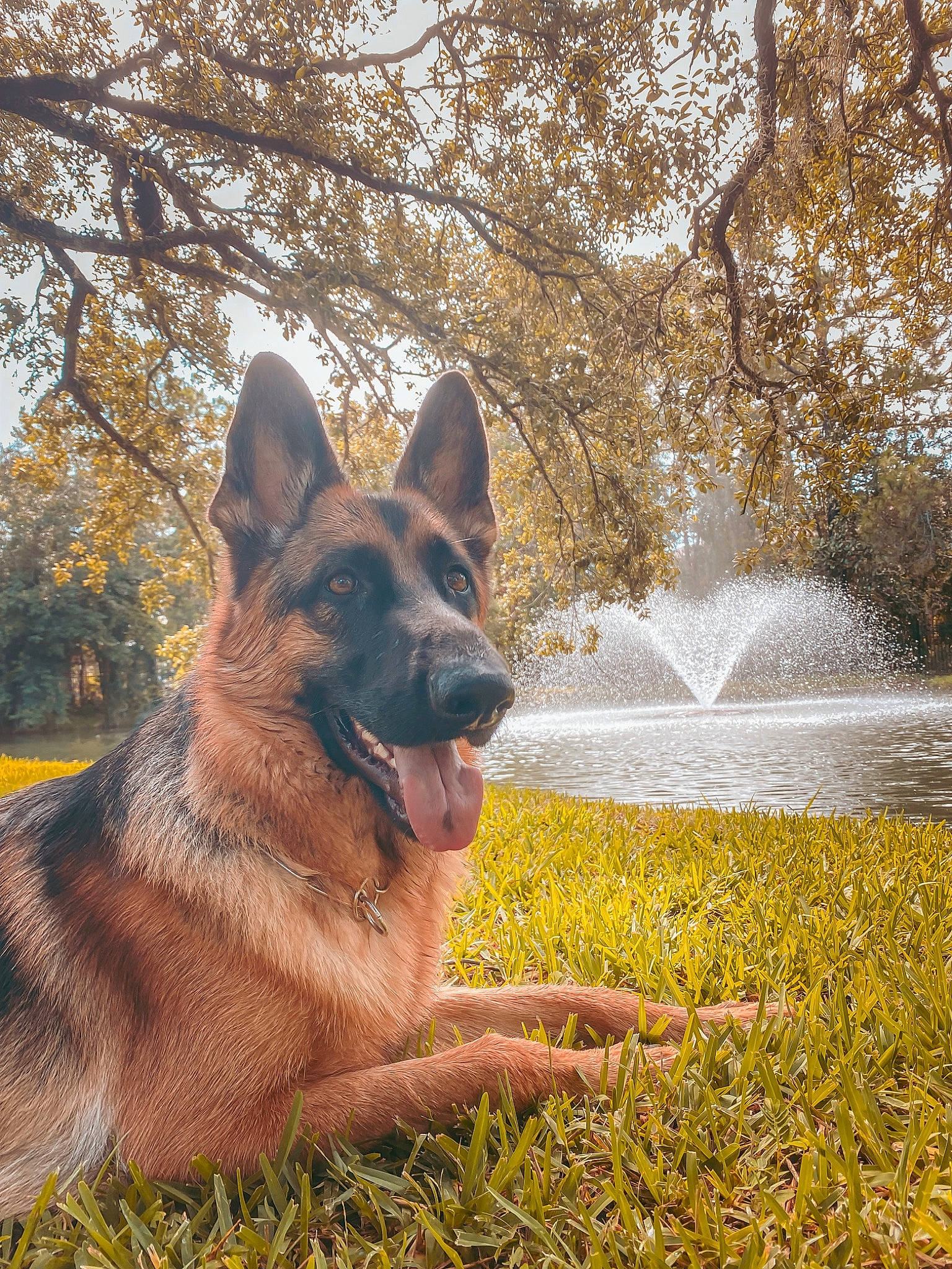 Bakka joined the competition — help win amazing prizes! carnivore, dog, dog_breed, east_european_shepherd, fawn, german_shepherd_dog, grass, guard_dog, herding_dog, king_shepherd, natural_landscape, old_german_shepherd_dog, people_in_nature, plant, sporting_group, terrestrial_animal, tree, water, working_animal, working_dog