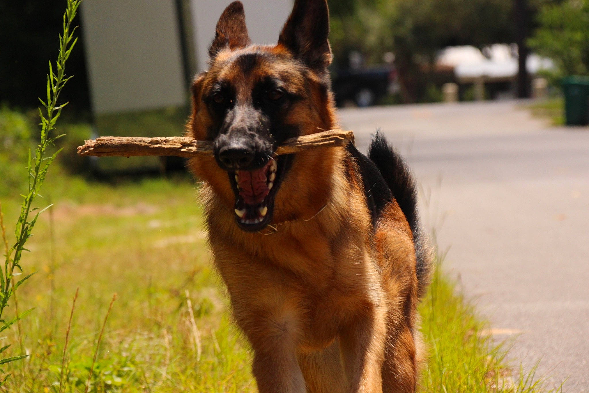 Bakka joined the competition — help win amazing prizes! biting, canidae, carnivore, collar, companion_dog, dog, dog_breed, dog_collar, fawn, fur, german_shepherd_dog, grass, liver, old_german_shepherd_dog, plant, snout, sporting_group, terrestrial_animal, whiskers, working_animal