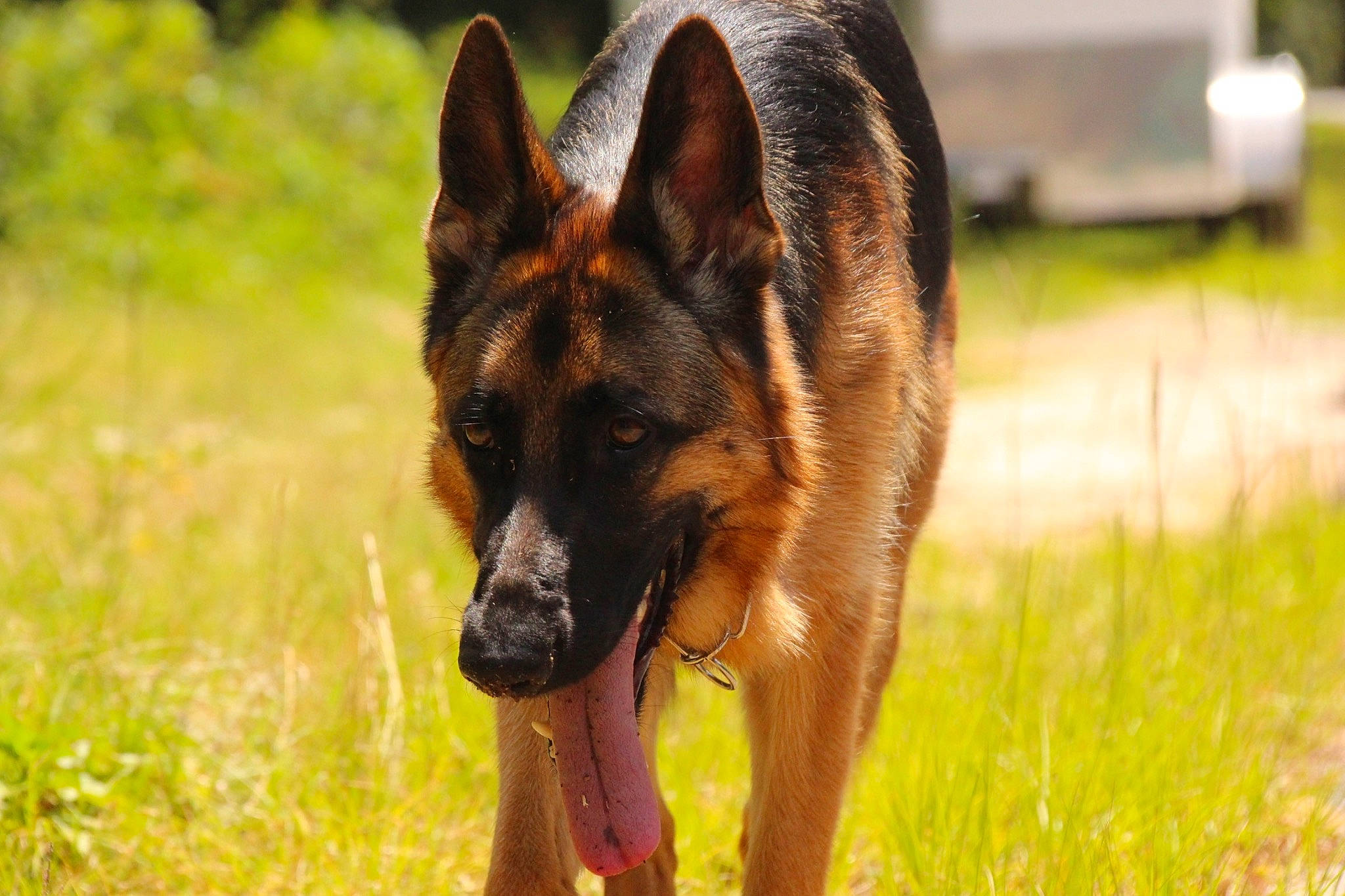 Bakka joined the competition — help win amazing prizes! biting, canidae, carnivore, dog, dog_breed, german_shepherd_dog, grass, grassland, herbaceous_plant, herding_dog, old_german_shepherd_dog, plant, snout, terrestrial_animal, working_dog