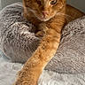 cat, orange_cat, tabby, pet, feline, animal, face, eyes, whiskers, ears, paw, fur, lying_down, relaxed, cute, portrait, indoors, blanket, cushion, close_up