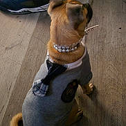 Pancake is registered to the contest to win money with this photo: dog, pet, sweater, collar, pearl, wooden_floor, shoe, sneaker, indoor, brown_fur, small_dog, sitting, back_view, clothing, patch, casual, household, flooring, accessory, domestic