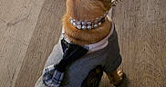 Pancake is registered to the contest to win money with this photo: accessory, back_view, brown_fur, casual, clothing, collar, dog, domestic, flooring, household, indoor, patch, pearl, pet, shoe, sitting, small_dog, sneaker, sweater, wooden_floor