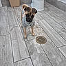 dog, puppy, clothing, sweater, bathroom, toilet, trash_can, floor, tile, pet, animal, curious, standing, indoor, small_dog, brown_dog, looking_up, cute, domestic_animal, companion