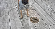 Pancake joined the competition — help win amazing prizes! dog, small_dog, puppy, clothing, sweater, pearl_necklace, bathroom, toilet, trash_bin, floor_drain, tile_floor, curious, pet, indoor, looking_at_camera, brown_dog, cute, standing, ears_up, expression